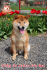 Photo №3. Shiba Inu male with FCI documents. Ukraine