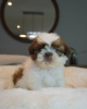 Photo №1. shih tzu - for sale in the city of Columbus | 200$ | Announcement № 124173