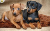 Photo №1. miniature pinscher - for sale in the city of Дублин | 264$ | Announcement № 117827