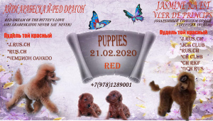 Photo №4. I will sell poodle (toy) in the city of Krasnodar. breeder - price - 451$