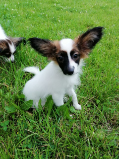 Photo №2 to announcement № 7147 for the sale of papillon dog - buy in Russian Federation private announcement