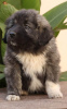 Photo №3. Caucasian German Shepherd puppies. Serbia