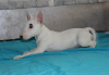 Additional photos: Miniature bull terrier puppies