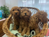 Photo №3. Toy Poodle. Serbia