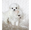 Photo №3. teacup maltese puppies for adoption. United States