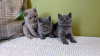 Photo №1. british shorthair - for sale in the city of Wiesbaden | 370$ | Announcement № 119433