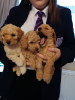 Photo №3. Cute Toy poodle puppies available for free adoption. Germany