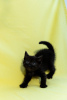 Photo №3. Kittens are looking for a home. Russian Federation