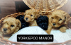 Photo №4. I will sell poodle (toy) in the city of Bydgoszcz. breeder - price - negotiated