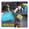 Photo №3. Chihuahua puppies for sale. Russian Federation