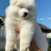 Photo №2 to announcement № 11660 for the sale of samoyed dog - buy in United States 