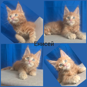 Photo №4. I will sell maine coon in the city of Vladimir. private announcement - price - 262$