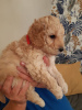 Photo №4. I will sell non-pedigree dogs in the city of New York. breeder - price - 875$