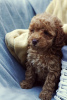 Additional photos: Red dwarf poodle