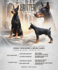 Photo №1. Mating service - breed: dobermann. Price - 325$