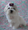 Photo №1. maltese dog - for sale in the city of Kiev | 1500$ | Announcement № 17433
