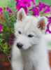 Photo №2 to announcement № 11582 for the sale of siberian husky - buy in Russian Federation breeder