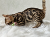 Additional photos: Gorgeous Bengal boy