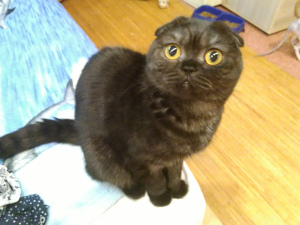 Photo №3. Scottish fold. Belarus