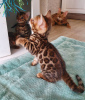 Photo №2 to announcement № 106331 for the sale of bengal cat - buy in Austria private announcement