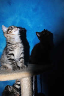 Additional photos: Available to reserve Kurilian Bobtail kittens