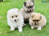 Photo №1. pomeranian - for sale in the city of Никосия | negotiated | Announcement № 79583