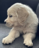 Photo №1. golden retriever - for sale in the city of Wrocław | negotiated | Announcement № 79935