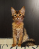 Photo №2 to announcement № 9207 for the sale of somali cat - buy in Russian Federation from nursery