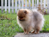 Additional photos: Pomeranian Girl, Orange Sable