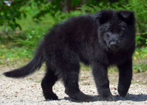Photo №3. German shepherd puppy, girl, black, metric KSU / FCI, 67 days. Ukraine