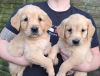 Photo №3. Golden Retriever-pups. Netherlands