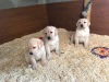 Photo №1. labrador retriever - for sale in the city of Калистога | negotiated | Announcement № 121863