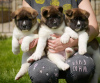 Photo №1. akita - for sale in the city of Vienna | 400$ | Announcement № 38256