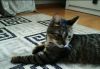 Photo №4. I will sell domestic cat in the city of Minsk. private announcement - price - Is free