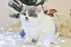Photo №2 to announcement № 80270 for the sale of british shorthair - buy in Latvia from nursery, breeder