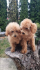 Additional photos: Beautiful MALTIPOO puppies