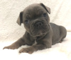 Photo №2 to announcement № 25618 for the sale of french bulldog - buy in Russian Federation private announcement