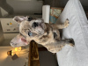 Photo №2 to announcement № 95033 for the sale of french bulldog - buy in Switzerland private announcement