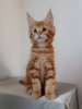 Photo №1. maine coon - for sale in the city of Warsaw | 1186$ | Announcement № 8188