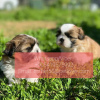 Photo №1. shih tzu - for sale in the city of Gorno-Altaysk | 350$ | Announcement № 107026