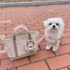 Photo №1. maltese dog - for sale in the city of Антверпен | 475$ | Announcement № 120679