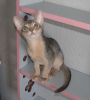 Photo №1. abyssinian cat - for sale in the city of Kobrin | 500$ | Announcement № 50888