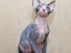 Photo №2 to announcement № 125523 for the sale of siamese cat - buy in Germany private announcement