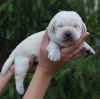 Photo №3. Labrador retriever puppies.. Russian Federation