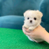 Photo №2 to announcement № 120679 for the sale of maltese dog - buy in Belgium private announcement, breeder