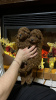 Additional photos: poodle puppies