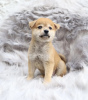 Photo №2 to announcement № 99563 for the sale of shiba inu - buy in Germany private announcement, from nursery, from the shelter, breeder