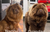 Additional photos: Chow-Chow, schokoladenbraune Prinzessin von herausragender Qualität 