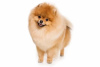 Photo №2 to announcement № 42085 for the sale of pomeranian - buy in Turkey private announcement, from nursery