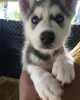 Photo №1. siberian husky - for sale in the city of Jelgava | negotiated | Announcement № 97171